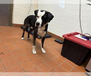 American Pit Bull Terrier Dogs for adoption in Camarillo, CA, USA