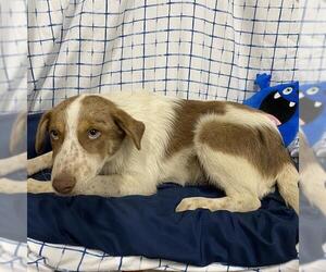 Australian Shepherd-Unknown Mix Dogs for adoption in Modesto, CA, USA