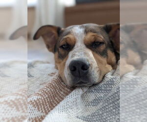 Collie-German Shepherd Dog Mix Dogs for adoption in East Derry, NH, USA