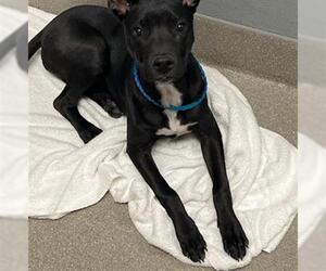 Labrador Retriever-Unknown Mix Dogs for adoption in Las Vegas, NV, USA