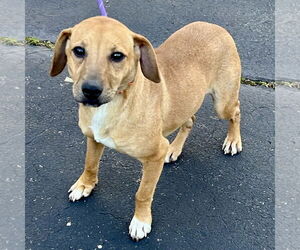 Labbe Dogs for adoption in Batavia, OH, USA