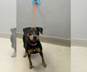 Doberman Pinscher-Unknown Mix Dogs for adoption in Las Vegas, NV, USA