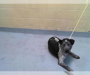 American Pit Bull Terrier Dogs for adoption in Tulsa, OK, USA