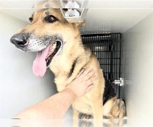 German Shepherd Dog-Unknown Mix Dogs for adoption in Houston, TX, USA