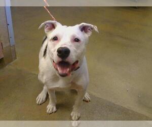 Mutt Dogs for adoption in Sacramento, CA, USA