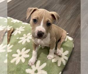 American Staffordshire Terrier-Unknown Mix Dogs for adoption in Newfield, NJ, USA