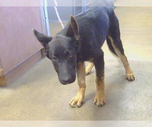 Medium Photo #1 German Shepherd Dog Puppy For Sale in Sacramento, CA, USA