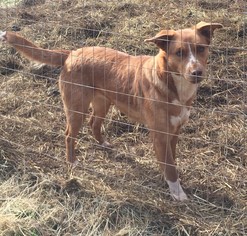 Sheprador Dogs for adoption in Grafton, WI, USA