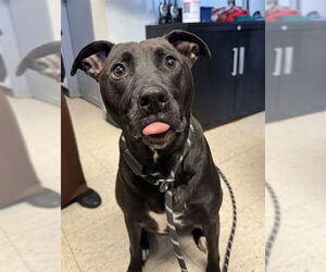 Labrador Retriever Dogs for adoption in Olathe, KS, USA