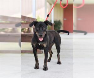 Labrador Retriever Dogs for adoption in Lacombe, LA, USA