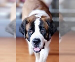 Saint Bernard Dogs for adoption in Lockport, NY, USA