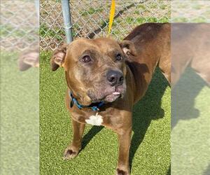 American Pit Bull Terrier Dogs for adoption in Fayetteville, NC, USA