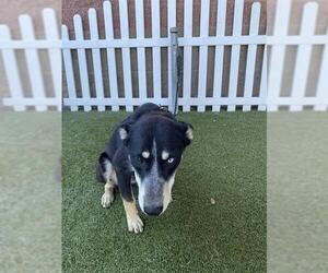 German Shepherd Dog-Siberian Husky Mix Dogs for adoption in Modesto, CA, USA