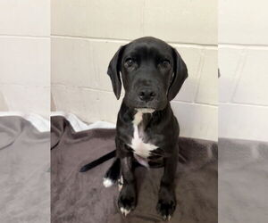 Labrador Retriever-Unknown Mix Dogs for adoption in Sanford, FL, USA