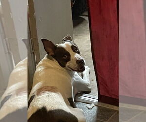 American Pit Bull Terrier-Unknown Mix Dogs for adoption in Oak Bluffs, MA, USA