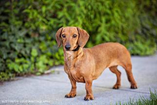 Dachshund Dogs for adoption in Salt Lake City, UT, USA