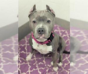 American Staffordshire Terrier Dogs for adoption in Fort Lauderdale, FL, USA