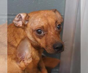 Chihuahua-Unknown Mix Dogs for adoption in San Antonio, TX, USA
