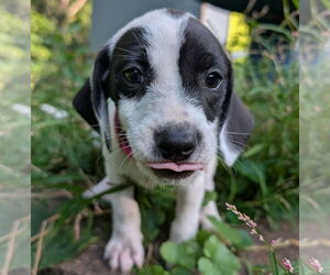 Beagle Dogs for adoption in Brooklyn Center, MN, USA