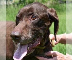 German Shorthaired Pointer Dogs for adoption in Nashville, IN, USA