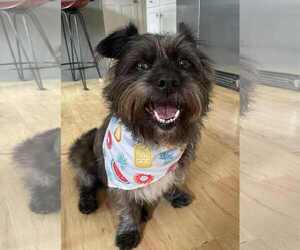 Cairn Terrier-Unknown Mix Dogs for adoption in Arlington, VA, USA