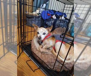 Chihuahua Dogs for adoption in Lockport, NY, USA