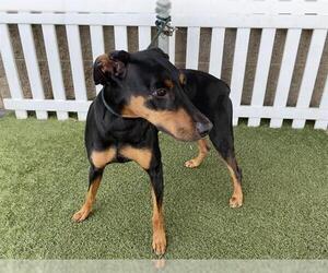 Doberman Pinscher Dogs for adoption in Modesto, CA, USA