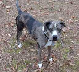 Catahoula Leopard Dog Dogs for adoption in Durham, NC, USA