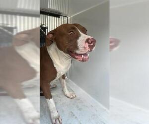 American Pit Bull Terrier Dogs for adoption in Houston, TX, USA