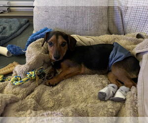 Dachshund Dogs for adoption in Spring Lake, NC, USA