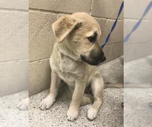 German Shepherd Dog Dogs for adoption in Conroe, TX, USA