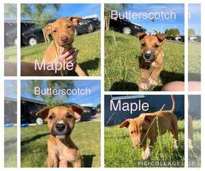 American Pit Bull Terrier-Unknown Mix Dogs for adoption in Queen Creek, AZ, USA