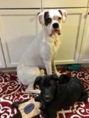 Bulloxer Dogs for adoption in Newcastle, Ontario, Canada