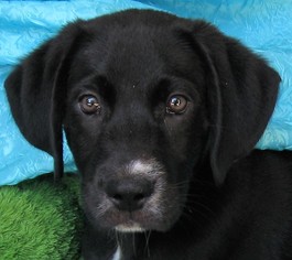 Medium Photo #1 Labrador Retriever-Unknown Mix Puppy For Sale in Cuba, NY, USA