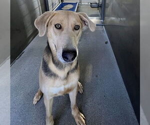 German Shepherd Dog Dogs for adoption in Downey, CA, USA