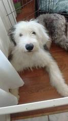 Old English Sheepdog Dogs for adoption in Darlington, MD, USA