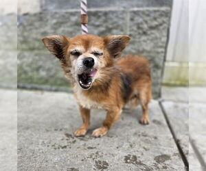 Chihuahua-Unknown Mix Dogs for adoption in Long Beach, CA, USA