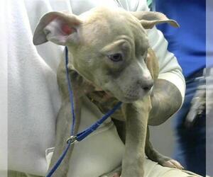 American Pit Bull Terrier-Unknown Mix Dogs for adoption in Murfreesboro, TN, USA
