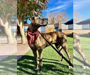 Plott Hound Dogs for adoption in Henderson, NV, USA