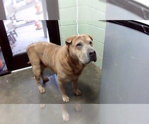 Chinese Shar-Pei Dogs for adoption in Tulsa, OK, USA
