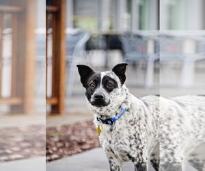 Mutt Dogs for adoption in Sandy, UT, USA