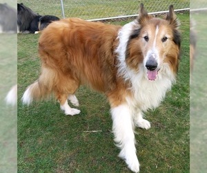 Collie Dogs for adoption in Dublin, OH, USA