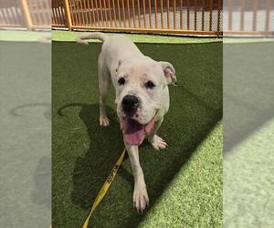 American Pit Bull Terrier-Unknown Mix Dogs for adoption in Las Vegas, NV, USA