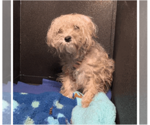 Maltese-Unknown Mix Dogs for adoption in Pacifica, CA, USA