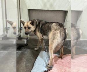 Medium Photo #1 German Shepherd Dog Puppy For Sale in Upland, CA, USA