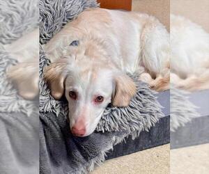 Dachshund-Unknown Mix Dogs for adoption in South Lake Tahoe, CA, USA