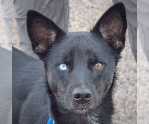 Aussie Siberian Dogs for adoption in Huntley, IL, USA