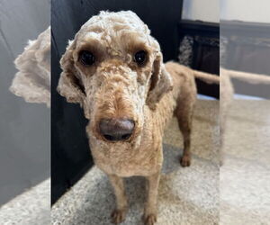 Goldendoodle Dogs for adoption in Leavenworth, KS, USA