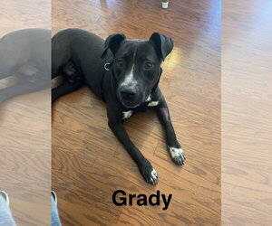 American Pit Bull Terrier-Labrador Retriever Mix Dogs for adoption in Topeka, KS, USA