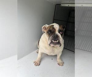 Bulldog Dogs for adoption in Houston, TX, USA